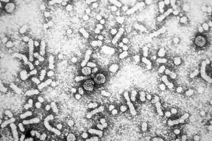 Главной угрозой человечеству признан - гепатит