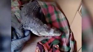 Под Вологдой на месте смертельной аварии нашли крокодила и питона