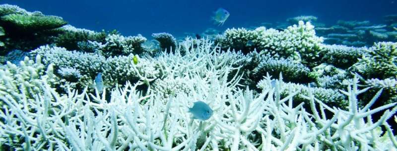 Впервые замечено, что клетки кораллов поглощают водоросли
