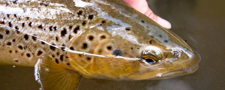 Дикие рыбы становятся зависимыми от метамфетамина в собственных реках