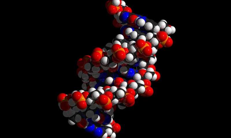 Исследователи химически синтезируют зеркальное отражение ДНК-полимеразы Pfu