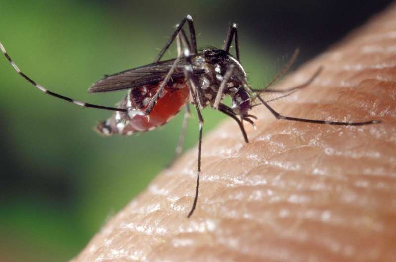 Сахарное кормление может подавить способность комаров заражаться и передавать арбовирусы