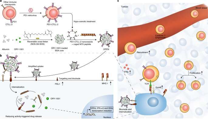Обнаружен новый наноиндуктор интерферонов для иммунотерапии рака