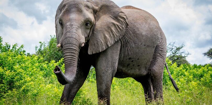 Исследование: слоны могут быть ключом к излечению от рака