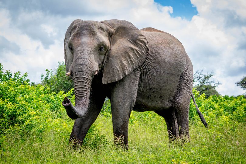 Исследование: слоны могут быть ключом к излечению от рака