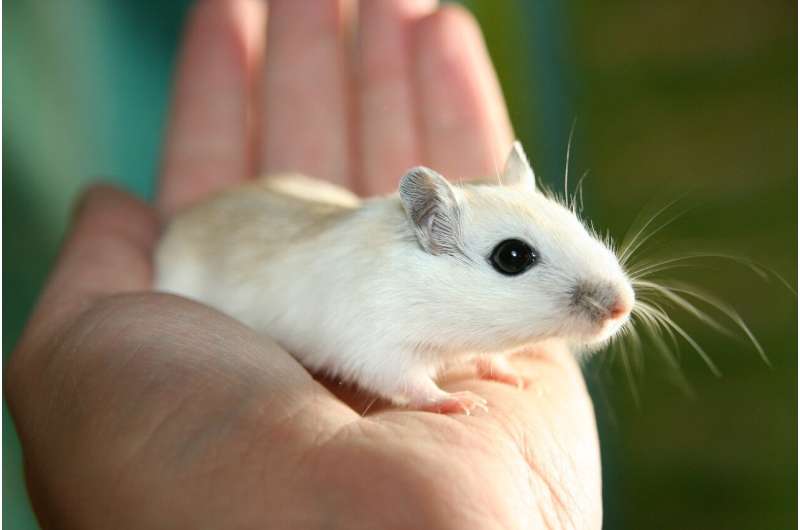 Исследование на мышах показывает, что дофамин высвобождается в мозгу в ответ на гидратацию