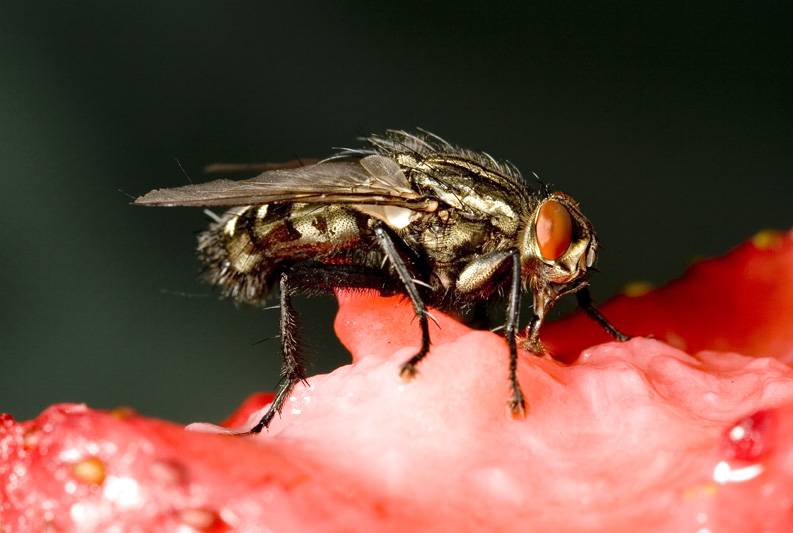 Дефект в белке вызывает двигательные нарушения у мух