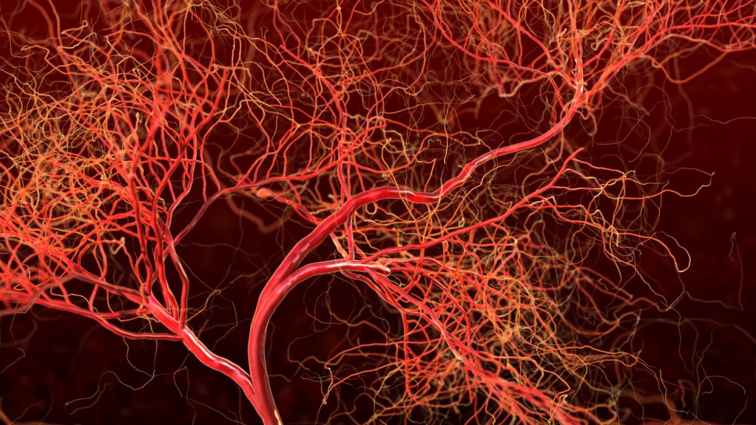 Кровеносная сеть может со временем адаптироваться и формировать своеобразную память
