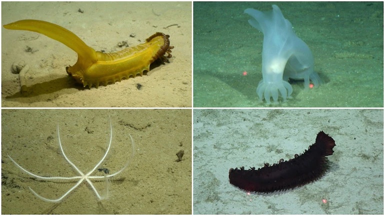 На дне центральной части Тихого океана было обнаружено 30 новых видов животных