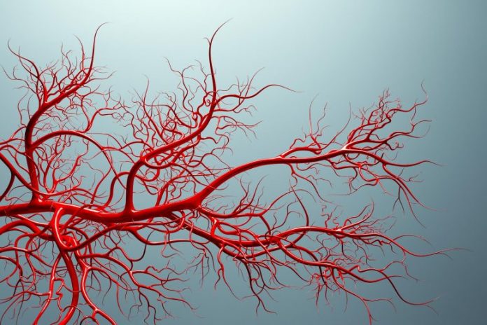 Учёные обнаружили, что кровеносные сосуды помнят свое происхождение