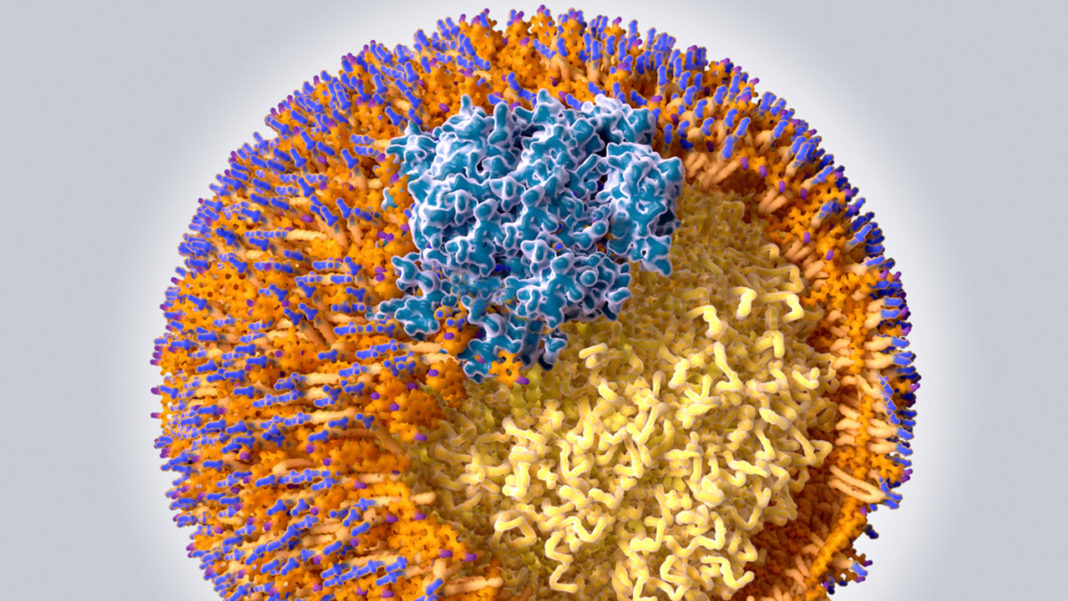 CRISPR-лекарство от высокого уровня холестерина проходит первое испытание на людях