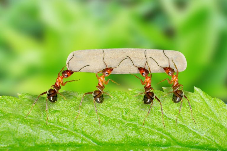 Новое исследование показало, что колонии муравьёв устрашающе похожи на нейронную сеть