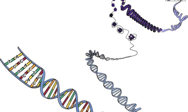 Новый закон физики может предсказывать генетические мутации