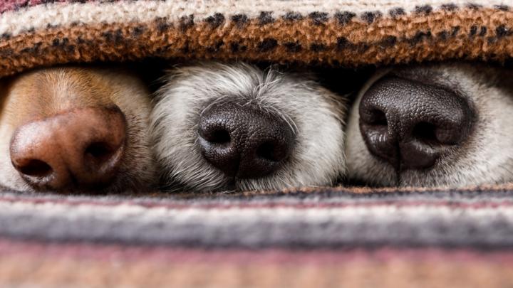 Собаки действительно могут «видеть» через запахи, показало сканирование мозга