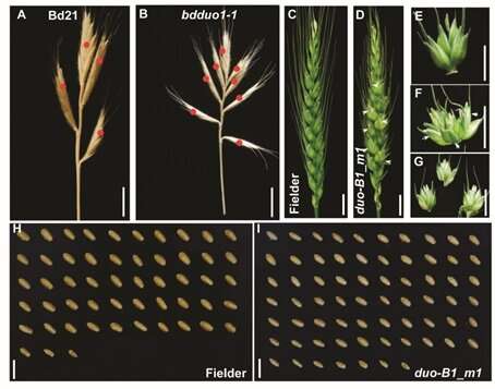 Исследователи обнаружили ген, повышающий урожайность пшеницы