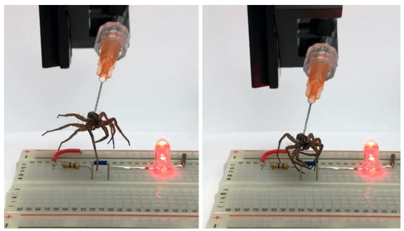 Журнал Advanced Science: Из мертвых пауков сделали некроботов, которые хватают предметы