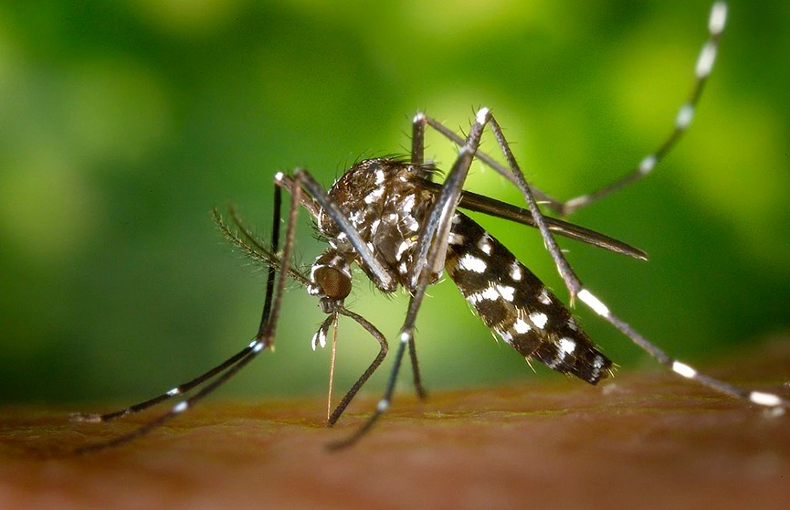 Генетическое открытие может остановить размножение комаров