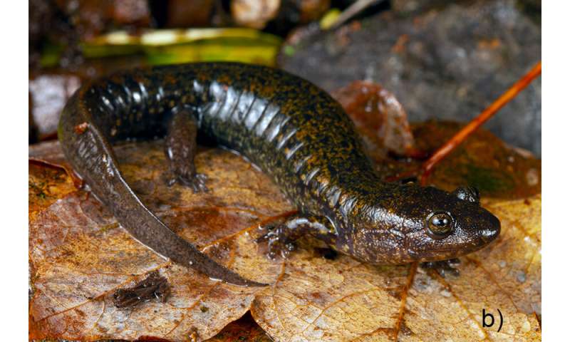 Три новых вида чернобрюхих саламандр обнаружены в южных Аппалачах