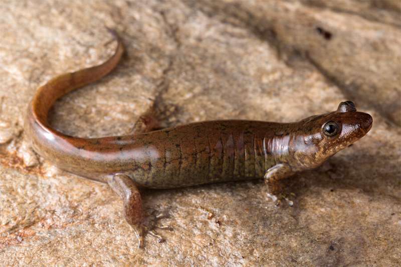 Три новых вида чернобрюхих саламандр обнаружены в южных Аппалачах