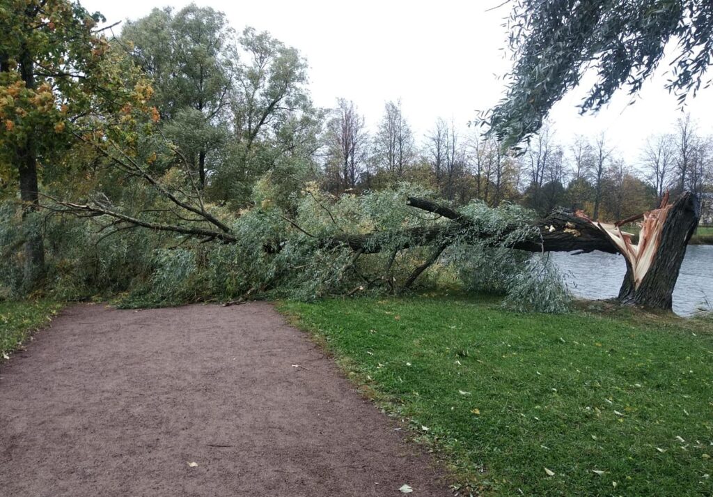 Ветер в Петербурге повалил более 70 деревьев всего за ночь