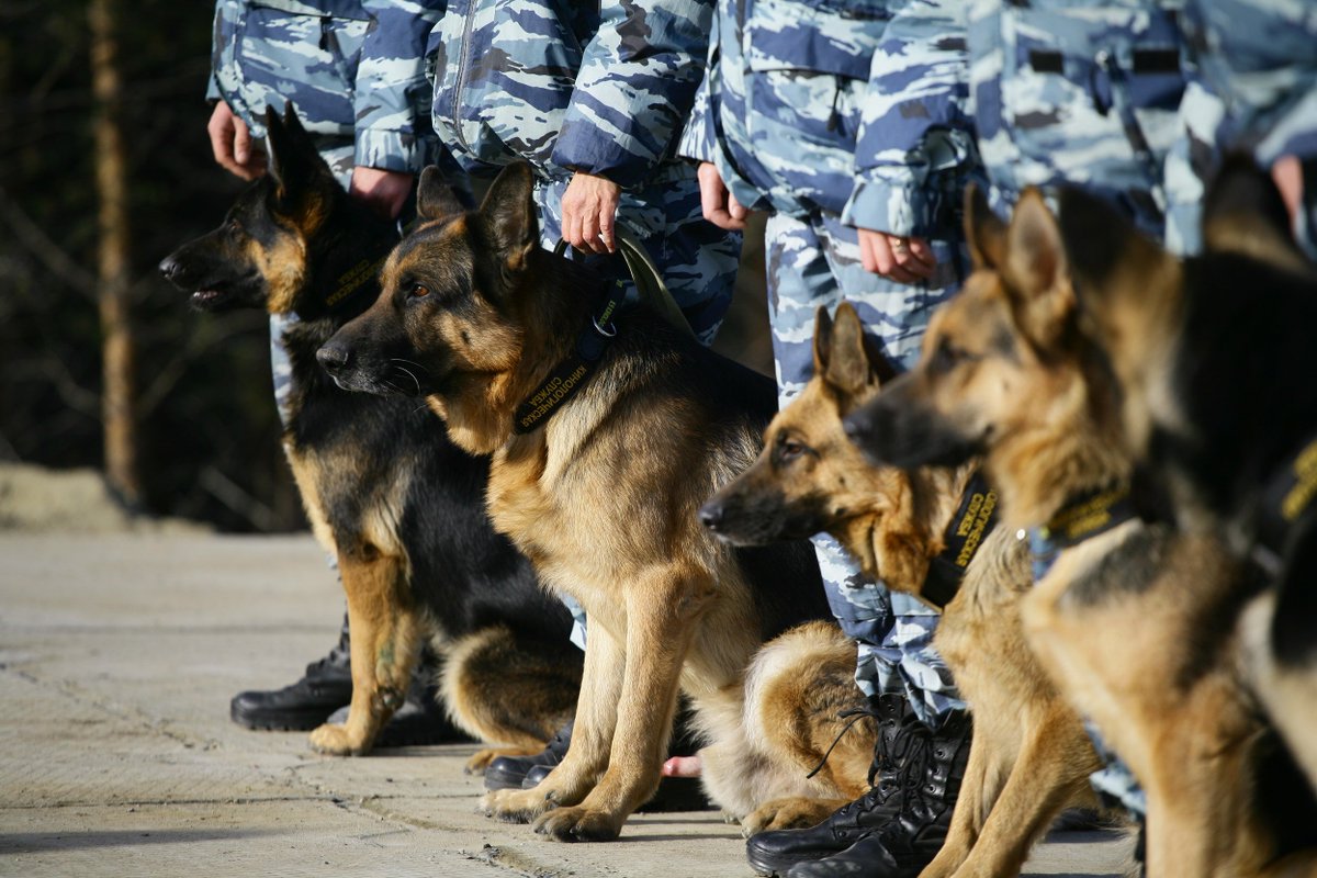 Кинологическая служба россии. Служебные собаки МВД России. ФСИН России служебные собаки. Немецкая овчарка ФСИН. Кинолог МВД.