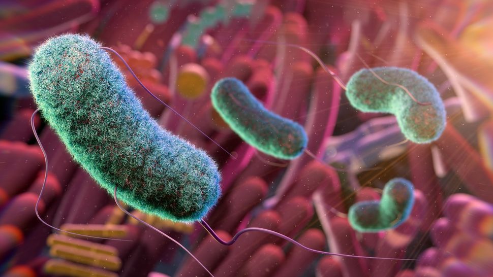 Live Science: учёные представили «атлас» кишечного микробиома