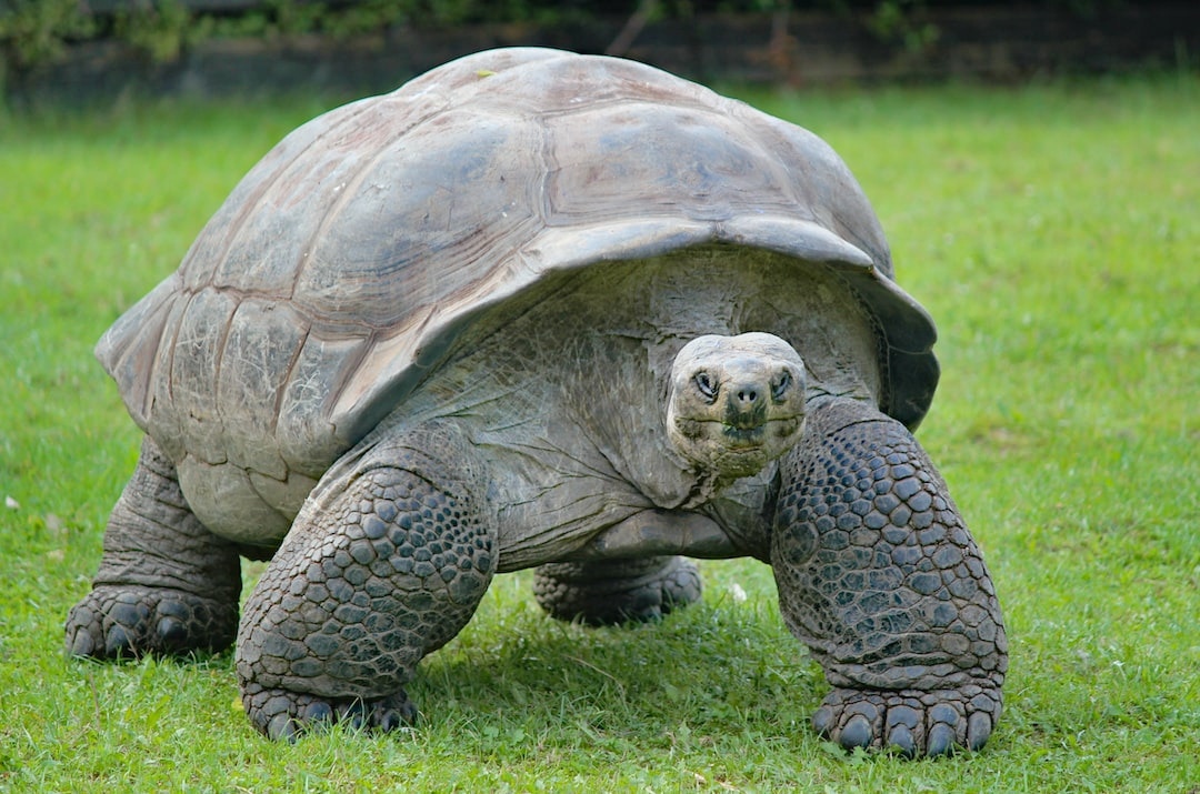 Daily Star: В Великобритании обнаружили черепах, способных жить до 150 лет